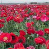 alnaseryh