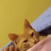 maykaloo
