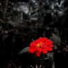 allygraphy_