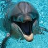 dolphingirl683