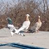 sukhrabpigeons