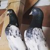 Raajpoot pigeon club 🕊🕊
