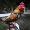 kodokbrewok3