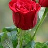 musharrafkhan465