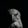 aymen_kateb