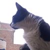 black_catf