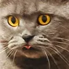 mickymischa