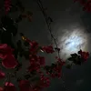 m._kubatt