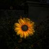 sunflower1363