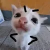 danilatimofei