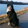 angie_the_bernese