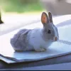 usagi112232