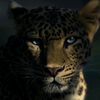 __afaq__777