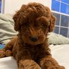 beatheredoodle