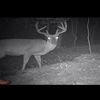 stealthwhitetail