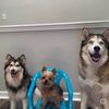 pawfectlyblended