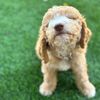 camilathedoodle