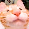 catsfromthesky