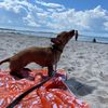 Zoi