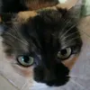 elfluffly