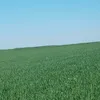 balenbalengarde