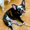 harlequin_merle_fr