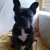 frenchbulldog140