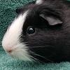 cavia_acc4