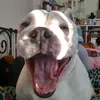 dolly_the_bulldog