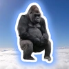 gori_gori_gorilla