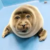 nikothesealpiano