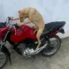 neguinho._vm