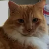 felinosadoraveis_