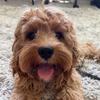 konabear_thecavapoo