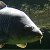 karp1000kg