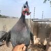 hilltoporganicfarm24