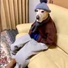 cainozes