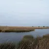 redflamedwolf_2