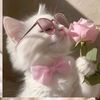 adiba_2177