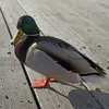 joking4fun
