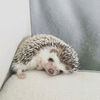 romka_070