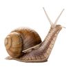 thebiggestsnail3