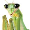 prayingmantis46