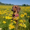 maggielupe