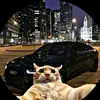 le_dimitri2011