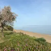 angelalamalva