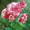 bahar.tofiq