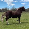 jessielouise7719