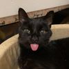 crazycatladysd