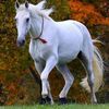 jafran24311900